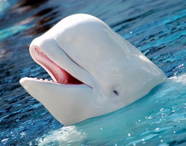 Beluga whales are under threat of extinction - hope for a new computer simulator