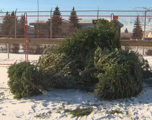 Let’s Chip In has already started its work to recycle Christmas trees