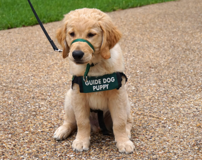 The Canadian National Institute for the Blind looking for volunteers in Winnipeg for raising guide dogs
