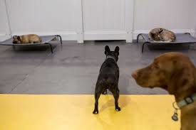 Bad outdoor conditions filling up Doggy daycares