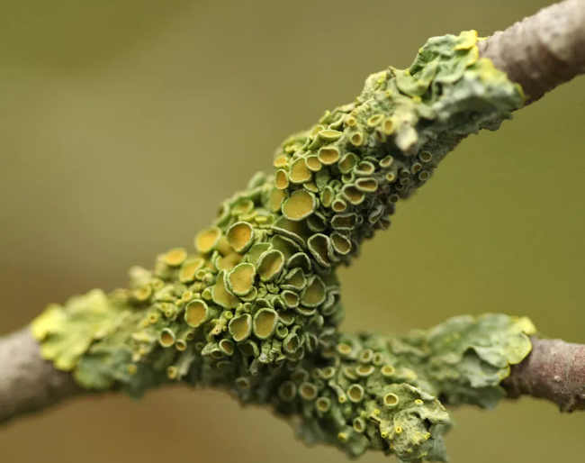 Manitoba might have its official lichen