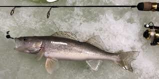Winnipegger fined for overfishing
