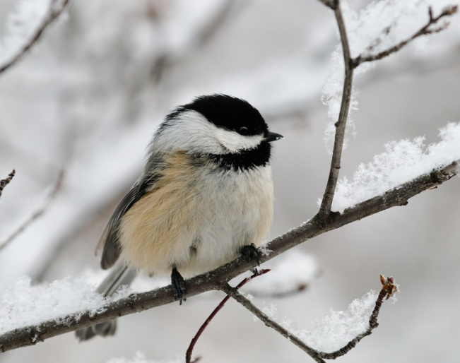 Chickadees can teach people survive the frigid winter