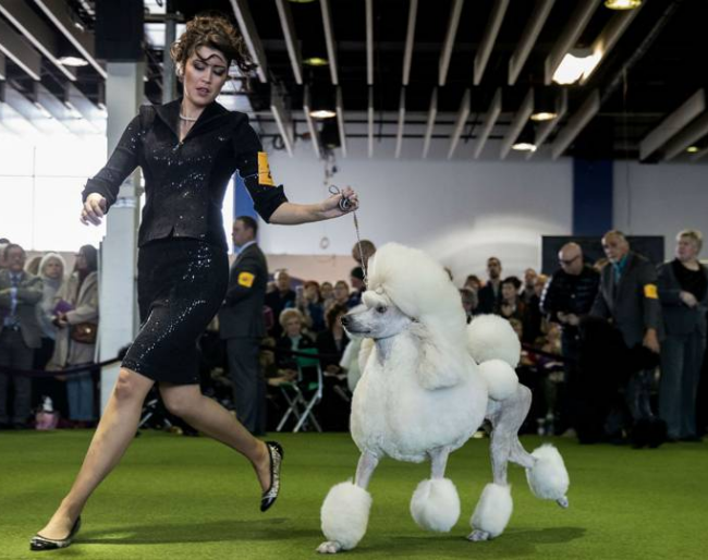 A dog show will be held in Portage la Prairie this weekend