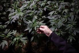 Manitoba cracks down on illicit cannabis
