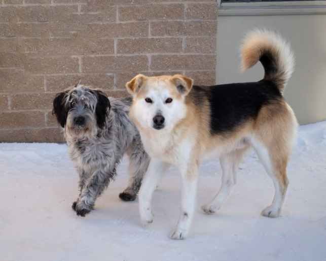 Winnipeg Animal Services is looking for a home for two dogs in love