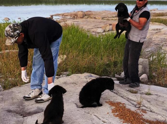 The Magnificent Seven puppies rescued from Manitoba island