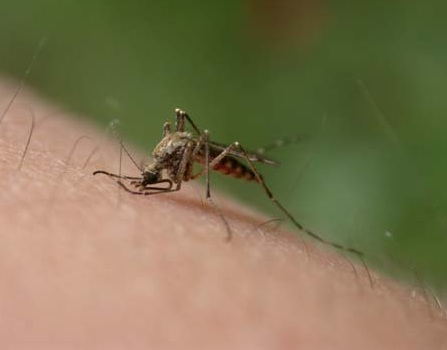 August in the number one month for being infected with West Nile virus. 