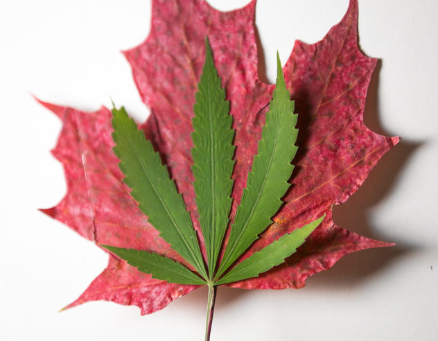 The legalization of cannabis will come into force in a month