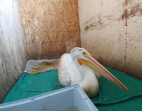 Causes of death of birds are still unknown