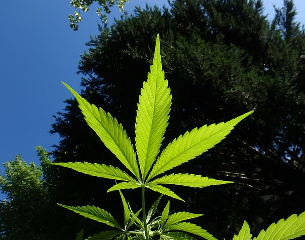 The first fine for using cannabis in a car has already been issued