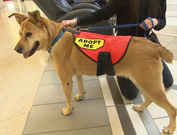 Doggie date program is expanding in the city