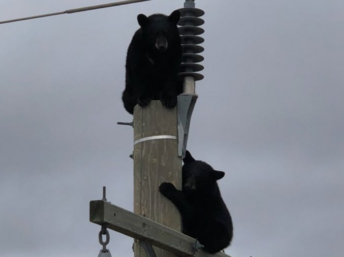 Two bears fell asleep on a power pole