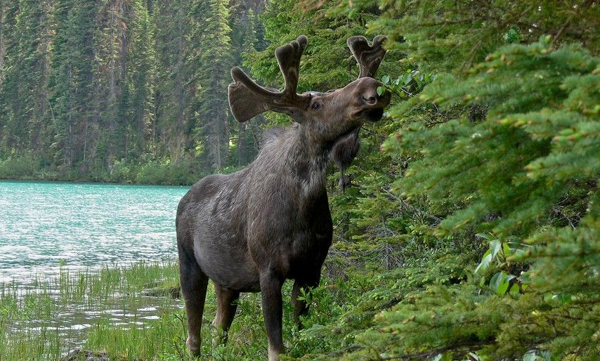 Wildlife biologist concerns about the province’s moose population