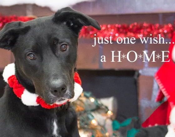 Winnipeg's Animal Services saw more than 100 people on Christmas