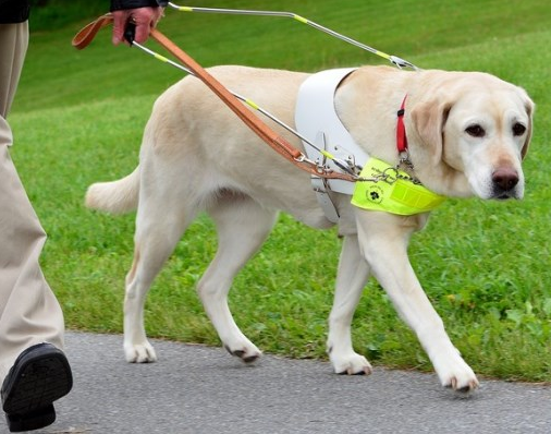 Winnipeg volunteers prepared 8 future guide dogs