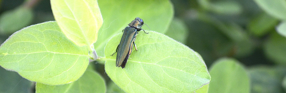Winnipeg City Authorities plan to use pesticides to fight insects