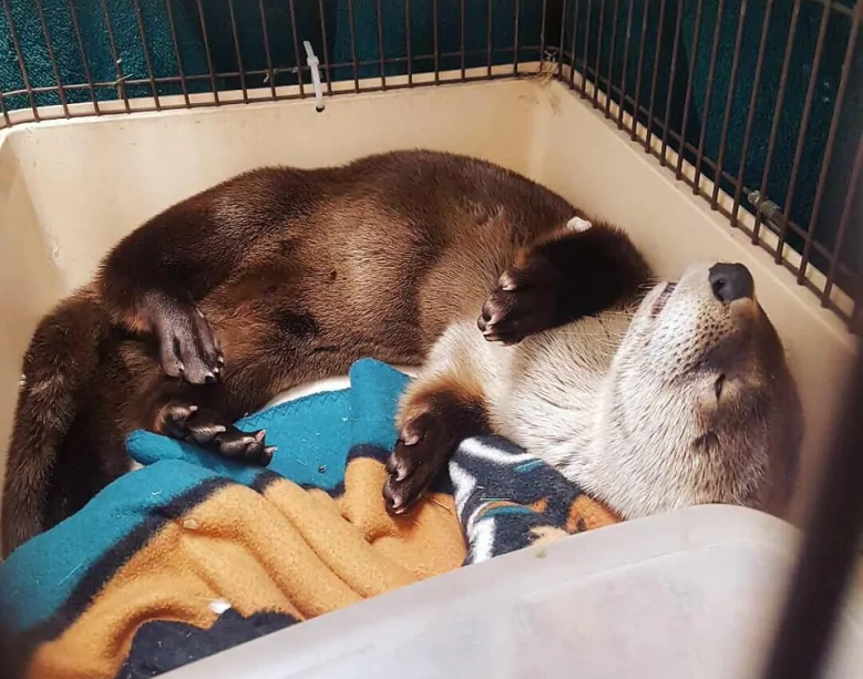 An otter was saved by the Winnipeg Humane Society