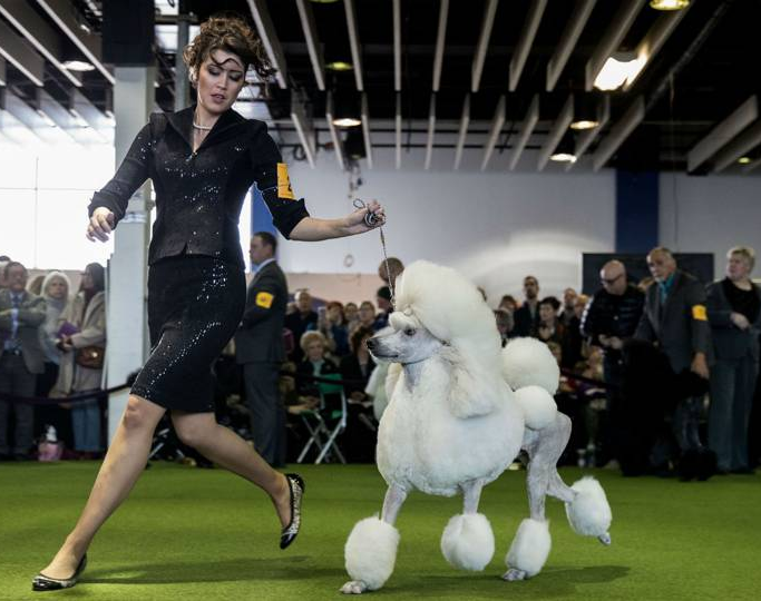 A dog show will be held in Portage la Prairie this weekend