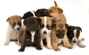 Dog adoption in Winnipeg