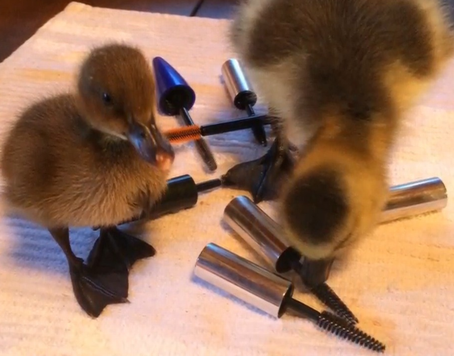 Winnipeg wildlife asks city residents to donate mascara wands