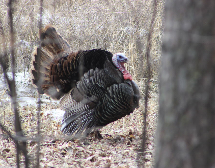 Wild turkeys continue to wander around Winnipeg
