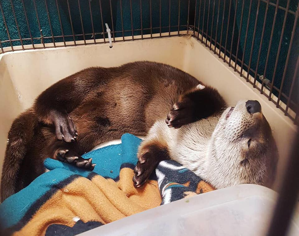 The otter is returning to the wild
