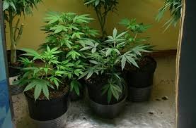 Winnipeg councillor looking to limit home grown pot