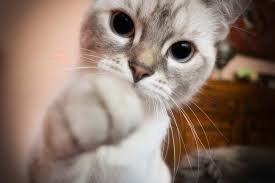 Manitoba's veterinarians voted to ban declawing of cats