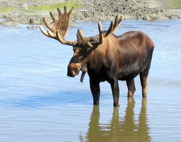 Hunters have to pay thousands of dollars due to their illegal hunting Hunters have to pay thousands of dollars due to their illegal hunting