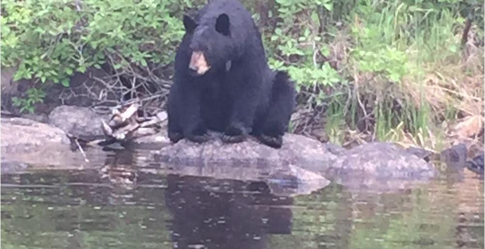 Bear Attack at Whiteshell Provincial Park