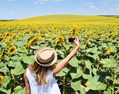 Selfies at sunflower fields become incredibly popular Selfies at sunflower fields become incredibly popular