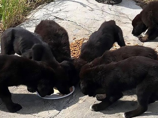 Winnipeg Pet Rescue is looking for homes for Gilligan’s Island puppies