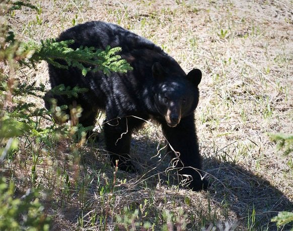 The bear destroyed the tent and then chased people in the forest