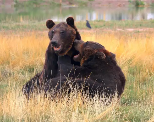 After 17 years in a cage, two bears played in nature for the first... After 17 years in a cage, two bears played in nature for the first time