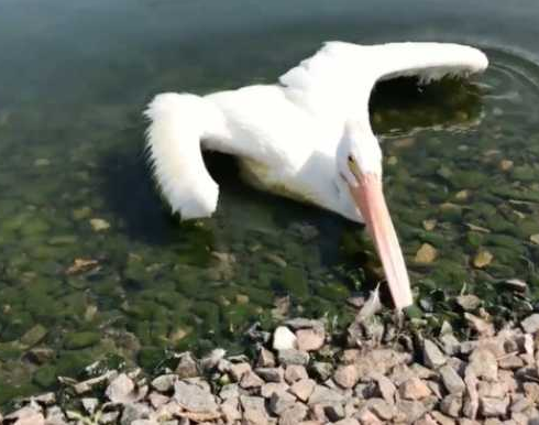 In the ponds of Winnipeg sick birds are being found and the cause o... In the ponds of Winnipeg sick birds are being found and the cause of infection is still unknown