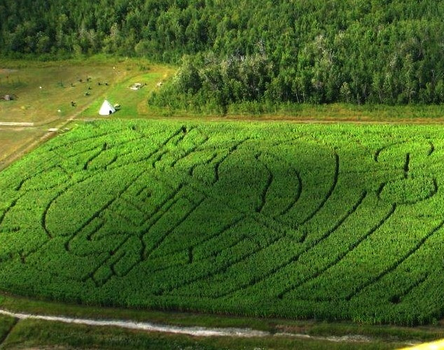 The weather is negatively affecting the corn maze business The weather is negatively affecting the corn maze business