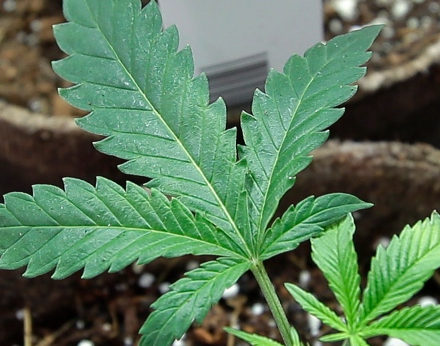 StatCan asks pot purchasers to report