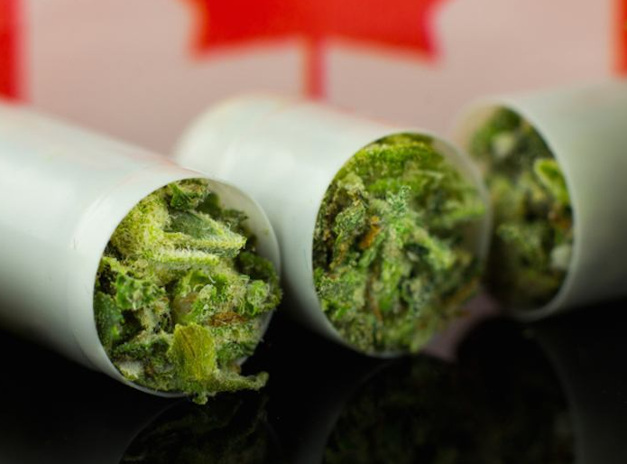 Police found 94 illegally grown marijuana plants