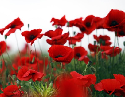Amateur painter Kat Granda paints poppies on rocks to make people remember