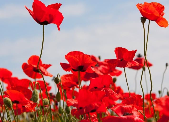 Manitoba residents will get access to the Archive of Manitoba due to Remembrance Day