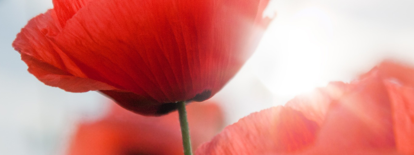 Manitobans got together a century after the Armistice of First World Вар
