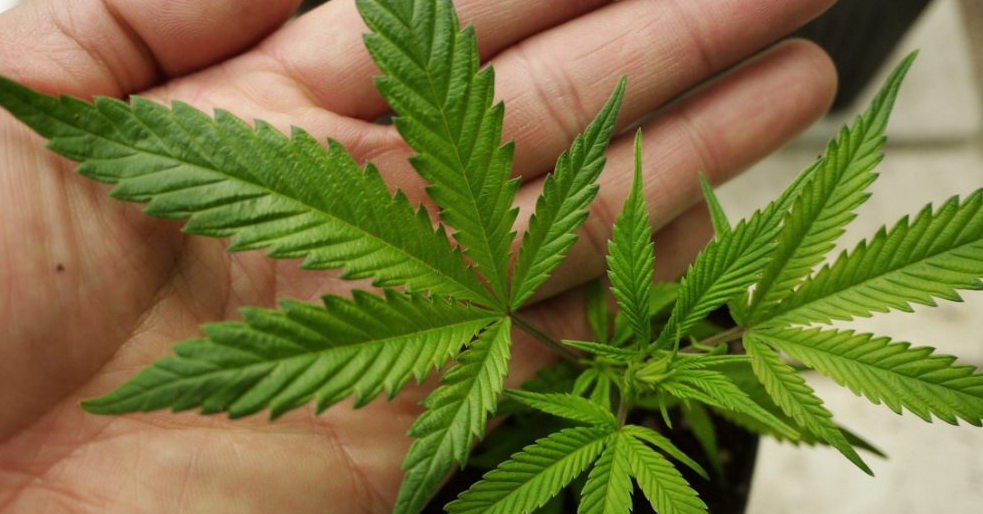 Medical patients face problems with cannabis supply