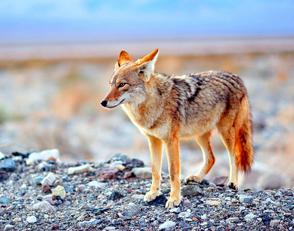 A coyote was seen near U of M