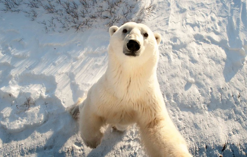 Three bear species found in northern Manitoba