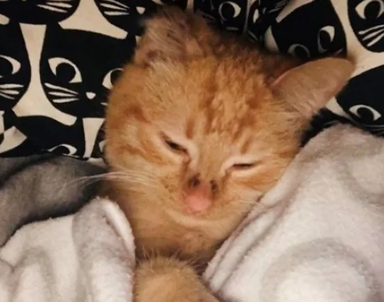 The kitten who was rescued after a fire in July now found his home