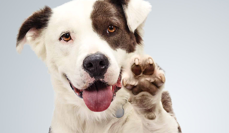 Manitobans should know several tips before adopting animals