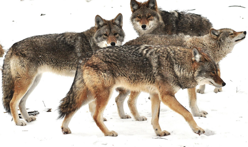 Winnipeg police used air horn to scare away coyote