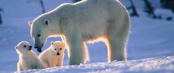 Black and polar bears found living together in Manitoba