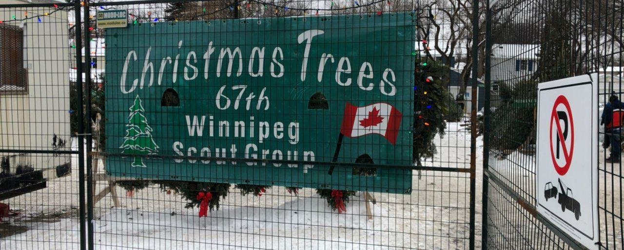 Christmas trees in Winnipeg